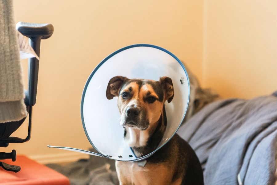 pet-surgery-before-during-after