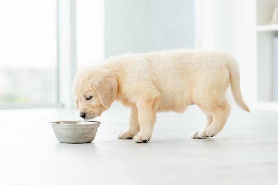 what-to-feed-your-pet-daily-guide