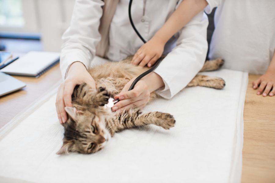 choose-animal-hospital-near-you-guide
