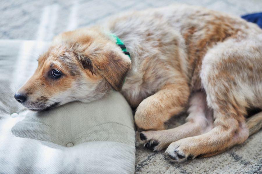 parvo-myths-vs-facts-dog-owners-guide