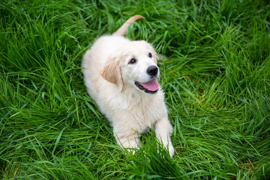 dog-body-language-tail-wagging-meaning-guide