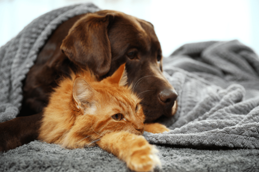 5-signs-your-pet-needs-urgent-vet-care-today-guide