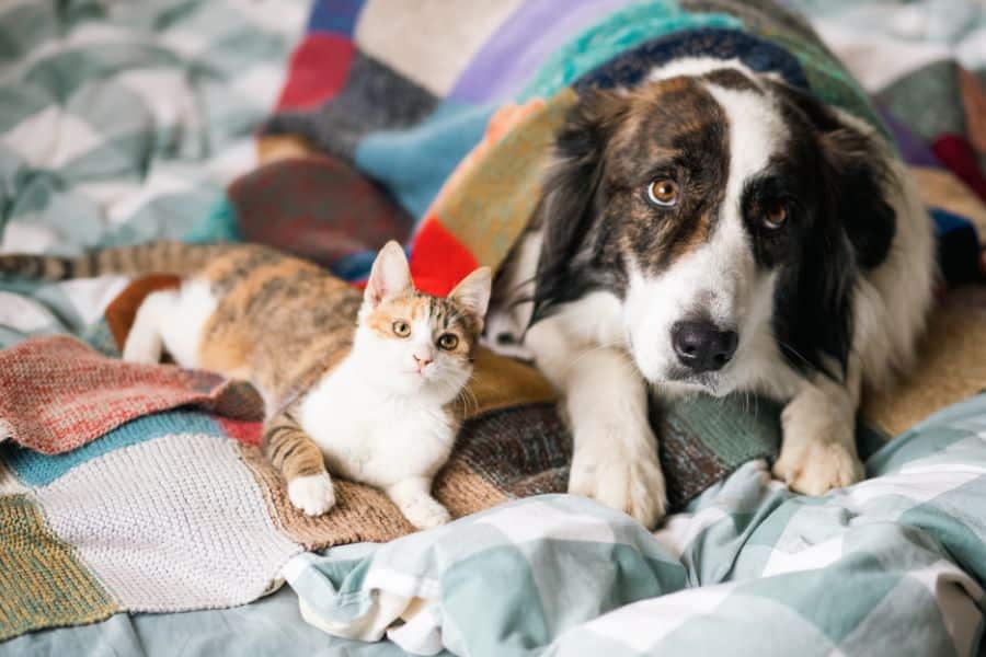 choose-right-food-for-every-pet-life-stage-guide