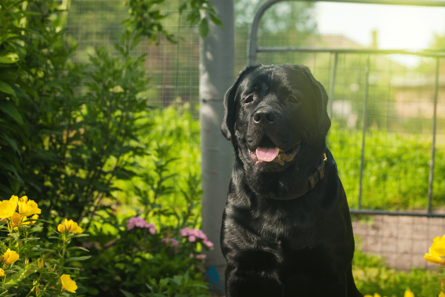 what-happen-during-professional-pet-teeth-cleaning-guide