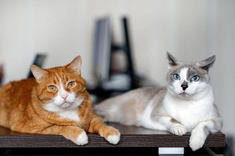 best-cat-breeds-for-families-with-children-guide