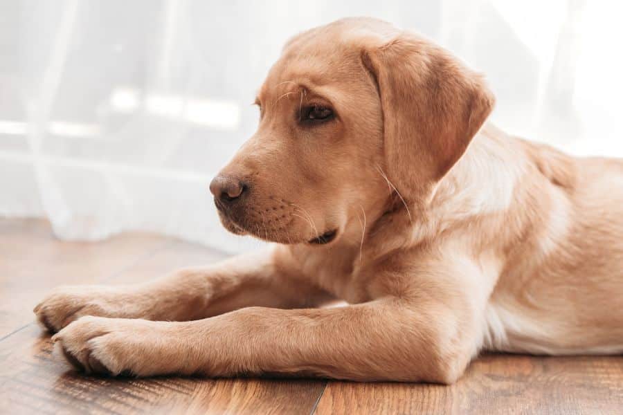 dog-bloat-hard-swollen-stomach-warning-signs-guide