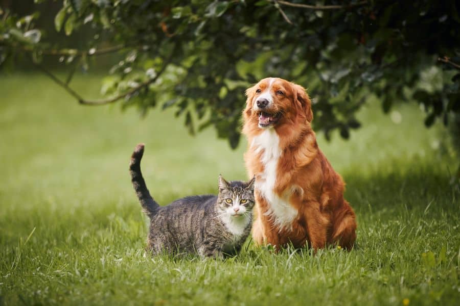 first-symptoms-of-tularemia-in-pets-guide