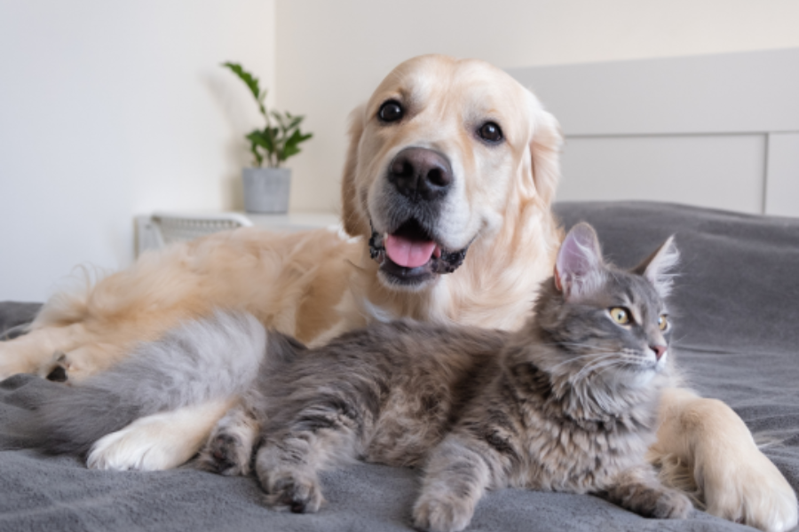 common-dental-problems-dogs-cats