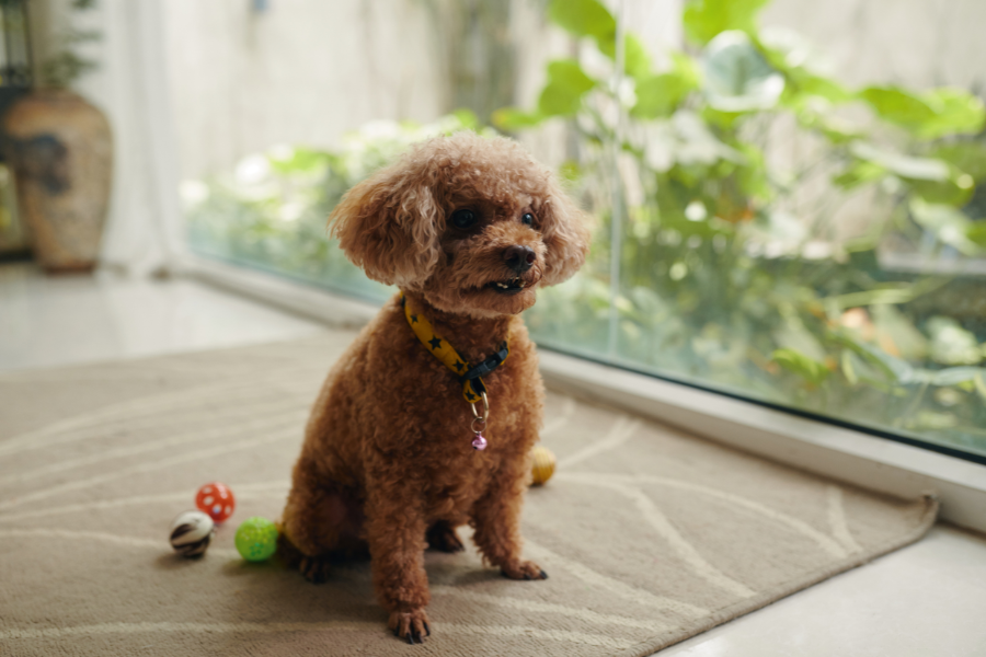 easy-vs-challenging-dog-breeds-training