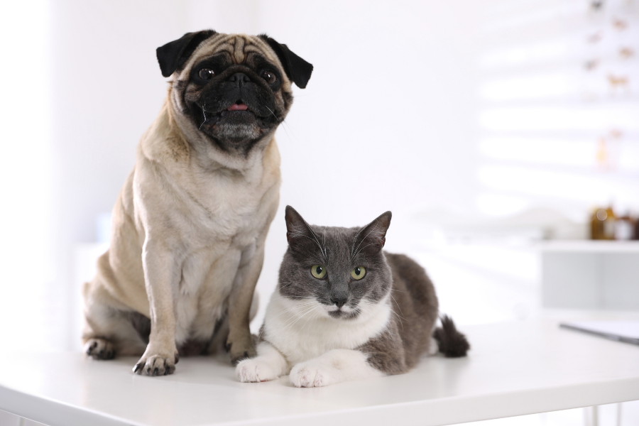 pet-broken-bone-surgical-care-recovery