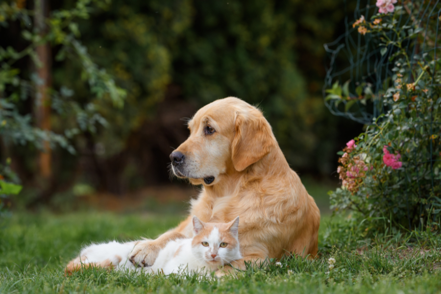 things-pets-eat-urgent-veterinary-care