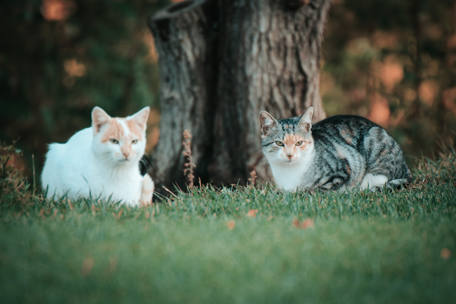 hardest-cat-breeds-to-train