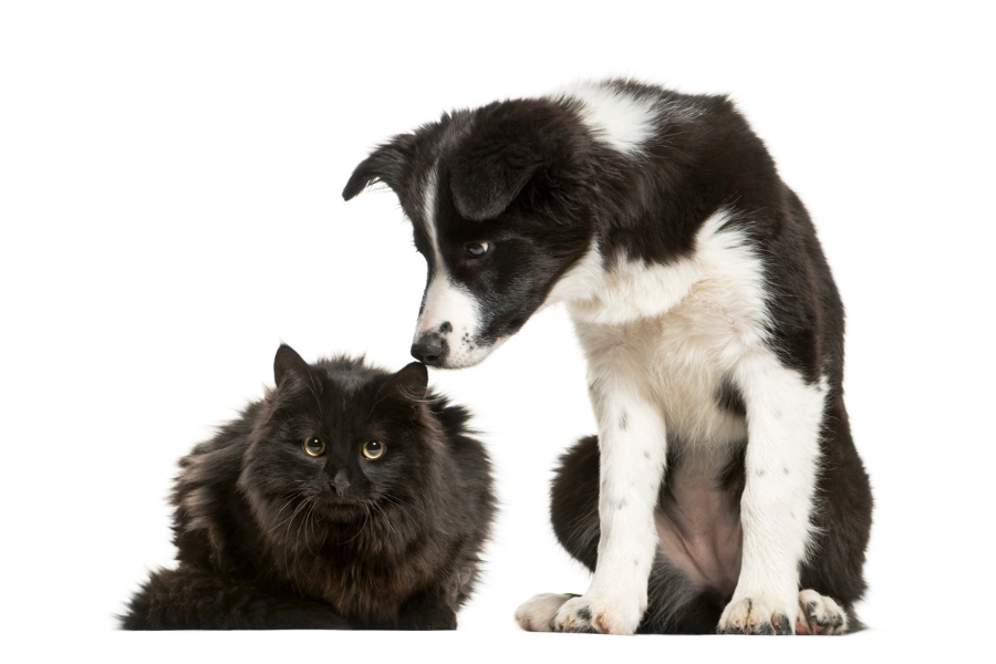 pet-ate-a-sock-what-to-do
